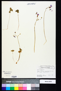 Oxalis violacea image