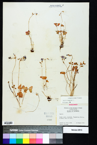 Oxalis violacea image