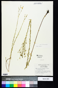 Linum floridanum image