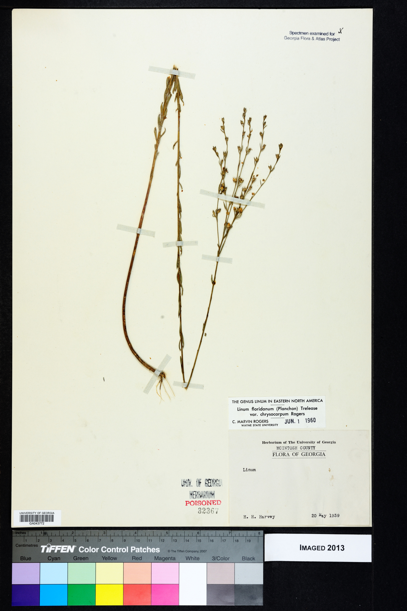 Linum floridanum var. chrysocarpum image