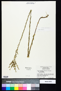 Linum floridanum var. floridanum image