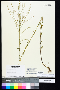 Linum medium var. texanum image