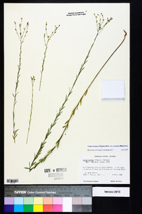 Linum medium var. texanum image