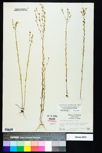 Linum medium var. texanum image