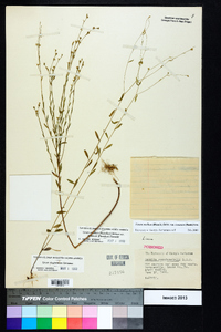 Linum medium var. texanum image