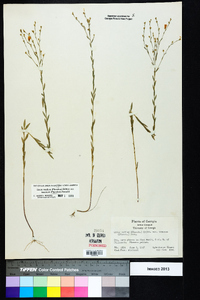 Linum medium var. texanum image