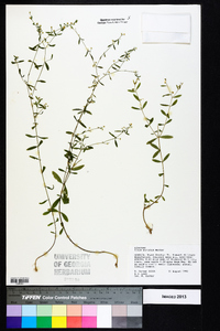 Linum striatum image