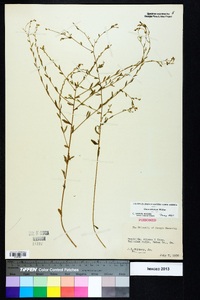 Linum striatum image