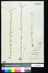 Linum virginianum image