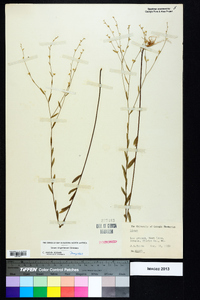 Linum virginianum image