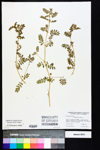 Tribulus terrestris image