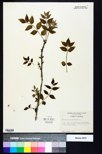 Zanthoxylum americanum image