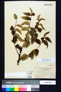 Zanthoxylum clava-herculis image