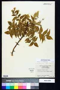 Zanthoxylum clava-herculis image