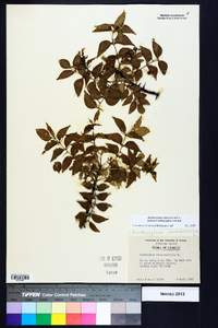 Zanthoxylum clava-herculis image