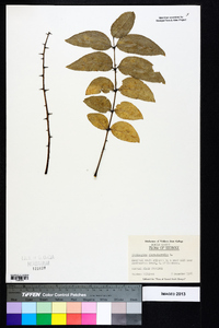 Zanthoxylum clava-herculis image