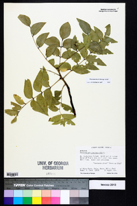 Zanthoxylum clava-herculis image