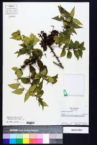 Zanthoxylum clava-herculis image