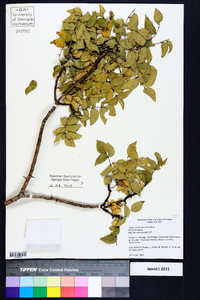 Zanthoxylum clava-herculis image