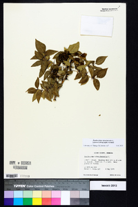 Zanthoxylum clava-herculis image