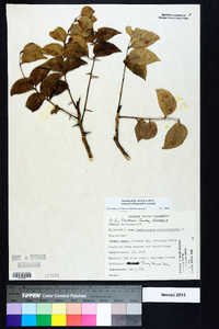 Zanthoxylum clava-herculis image