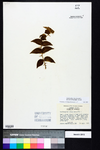 Zanthoxylum clava-herculis image