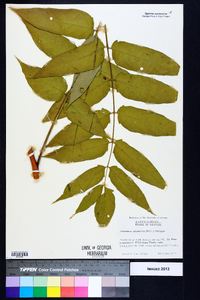 Ailanthus altissima image