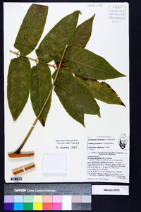 Ailanthus altissima image