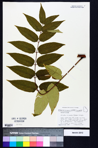 Ailanthus altissima image