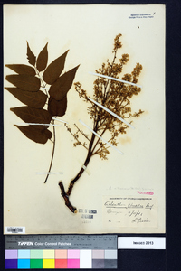 Ailanthus altissima image