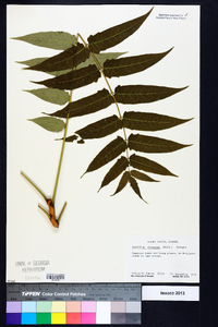 Ailanthus altissima image