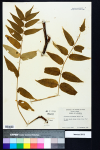 Ailanthus altissima image