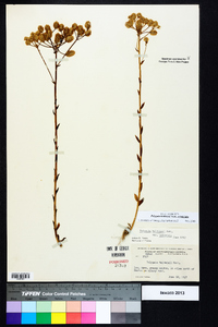 Polygala balduinii image