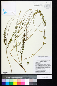 Polygala boykinii image