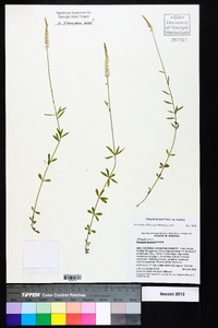 Polygala boykinii var. boykinii image