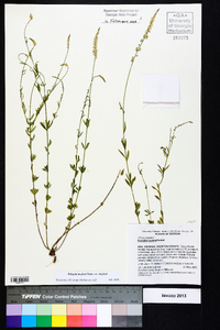 Polygala boykinii image