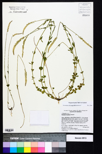 Polygala boykinii image