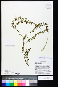 Polygala boykinii image