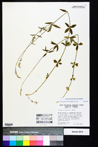 Polygala boykinii image