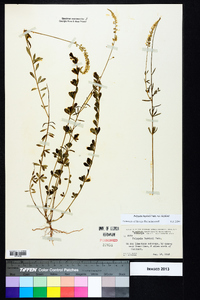 Polygala boykinii var. boykinii image