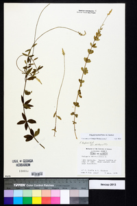 Polygala boykinii image