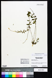 Polygala boykinii image