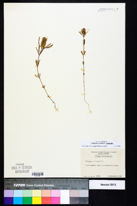 Polygala cruciata image