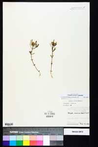 Polygala cruciata image