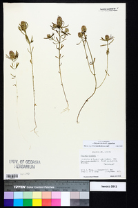 Polygala cruciata image