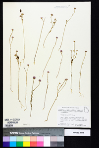 Polygala curtissii image