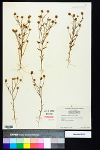 Polygala curtissii image