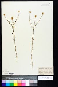 Polygala curtissii image