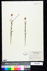 Polygala curtissii image