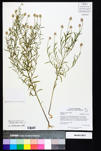 Polygala curtissii image